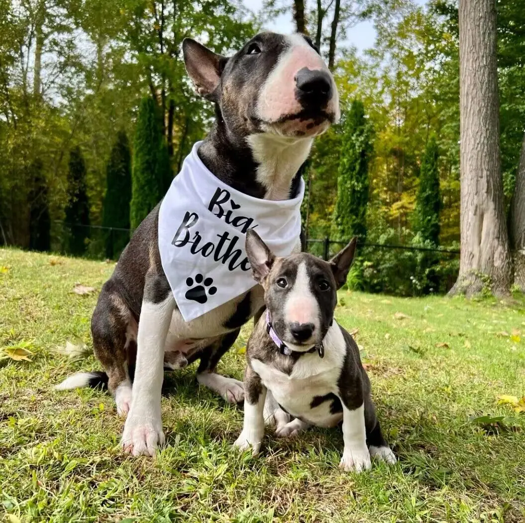 Dog Bandana Pregnancy Announcement Big Brother Big Sister Baby Reveal Black White Bandana for Dogs