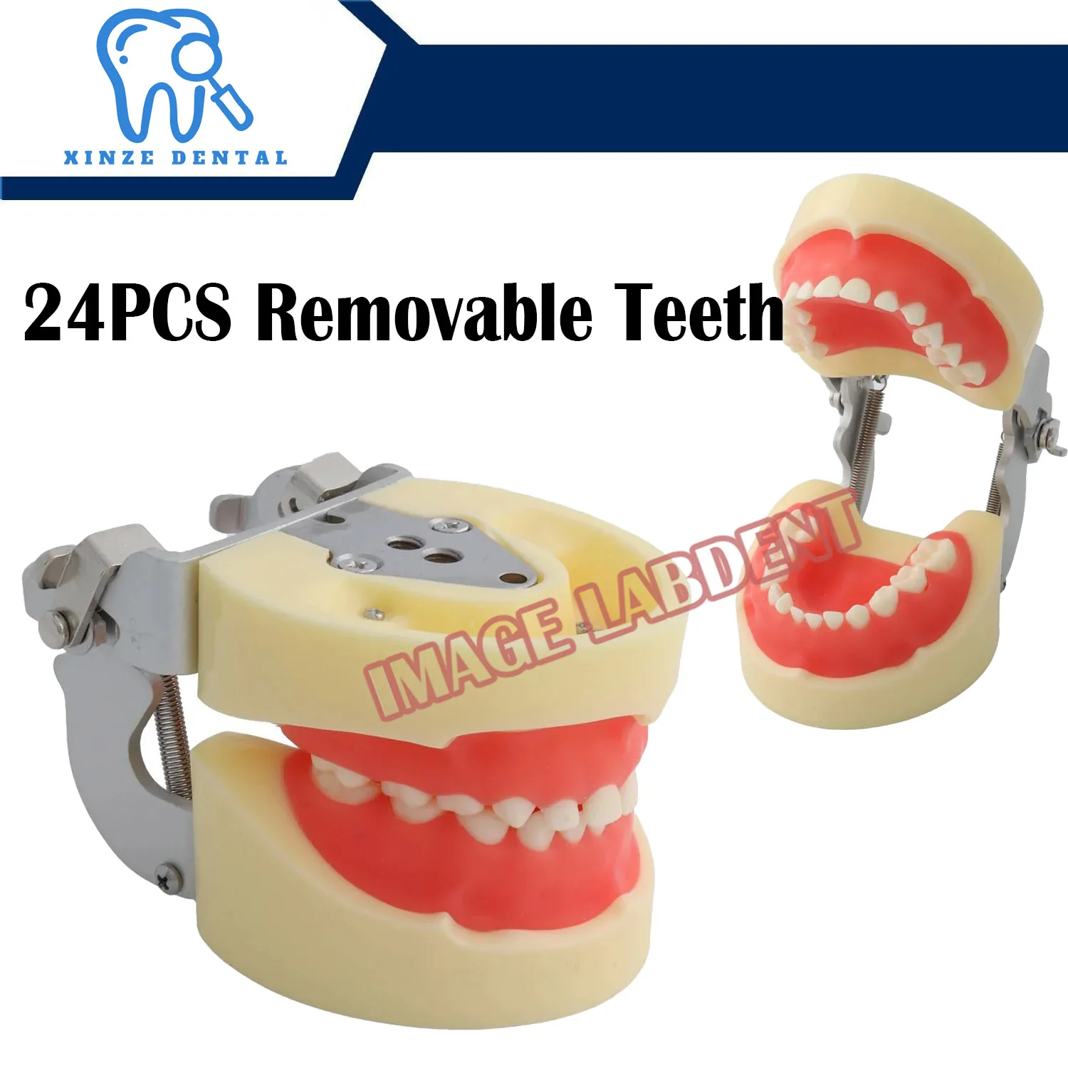 Pediatric Practice Standard Children Teeth Model Practicing Model M7014 Dental Study Child Teeth Model Kids Teeth Model Soft Gum