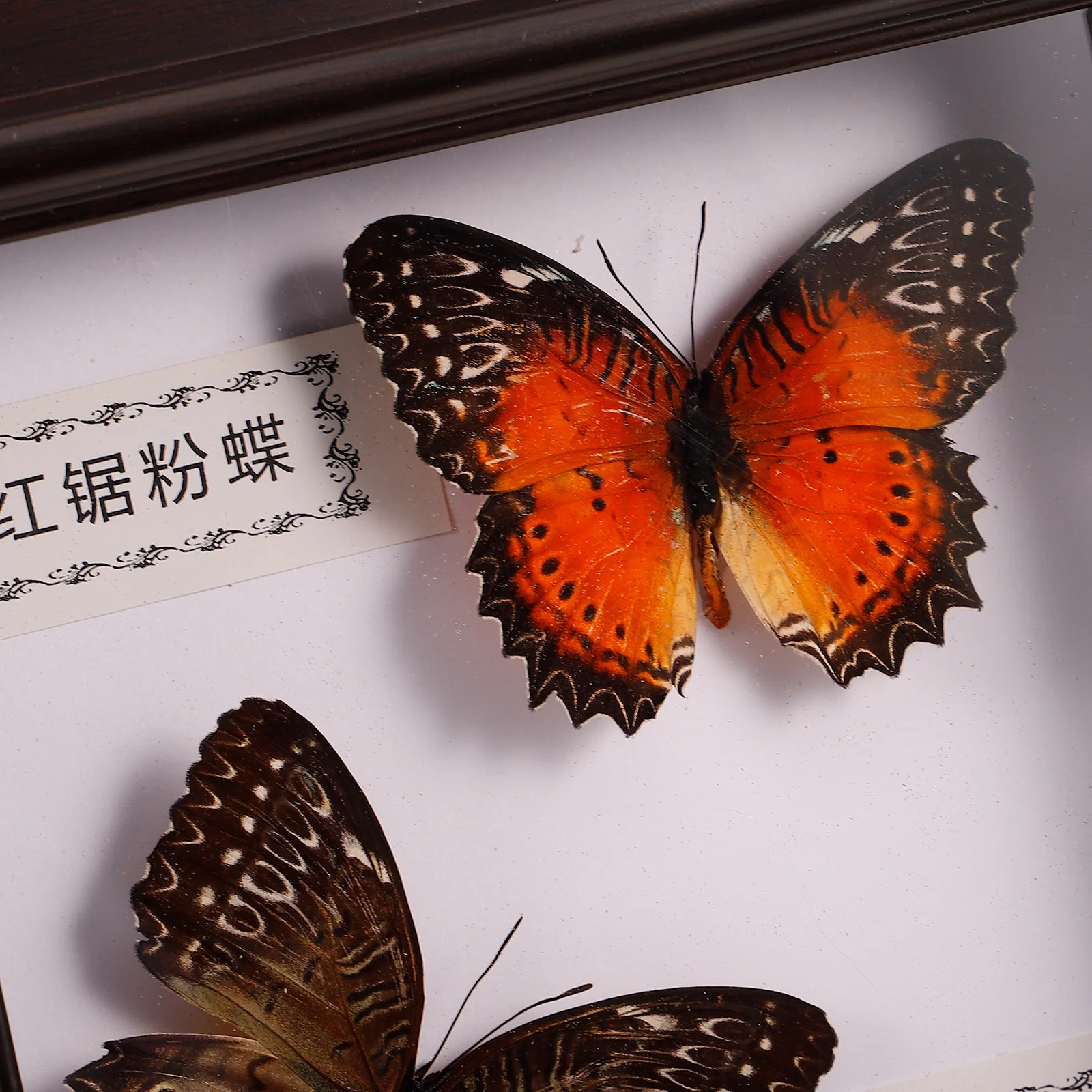 

Simulation Butterfly Specimen Framed Art Vintage Display for Home Desk Wall Hanging Decoration Open Bezels for Resin