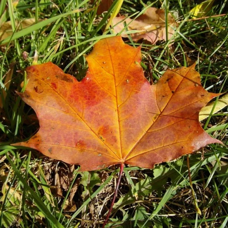 

4 шт., 98 мм, 1,9 дюйма, супервязкость, резиновые шины, колесные шины с бисером, обод колеса для 1:10 RC Crawler