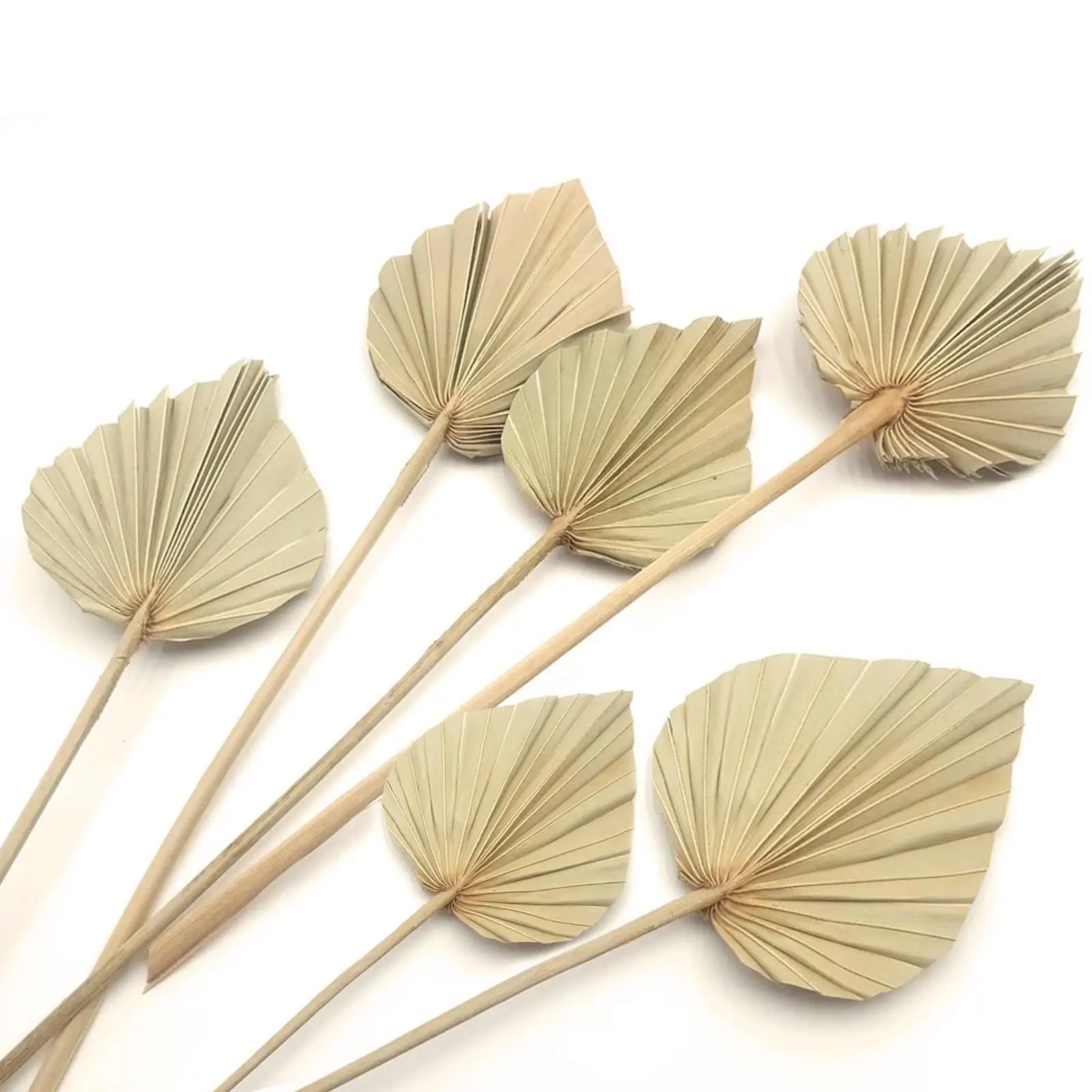 6pcs Boho Dried Palm Leaves, Small Dried Palms Plant Spears Fans for Home Office Wall Decor Tropical Wedding Party Table Decorat