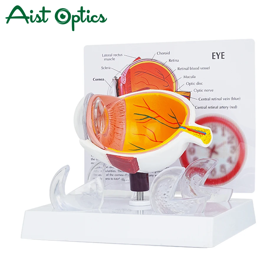 Aist Cornea Eyeball Model Human Eye Model Human Eye Demonstration Teaching Prop Cataract Anatomy Medical Teaching Model