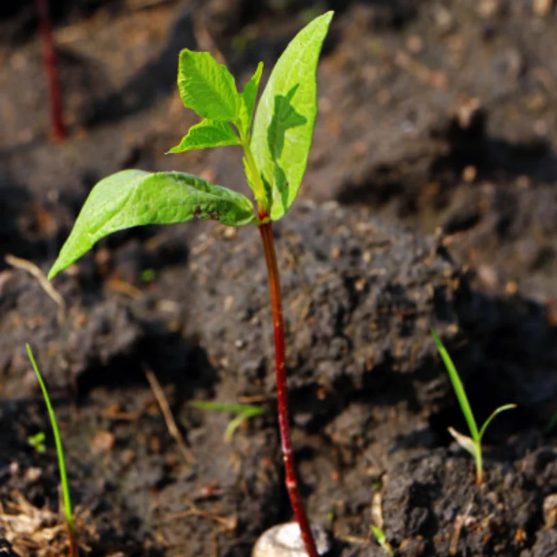 Brazo de suspensión inferior trasero delantero de Metal 5132R para 1/10 E-MAXX T-MAXX RC accesorios de piezas de mejora de coche