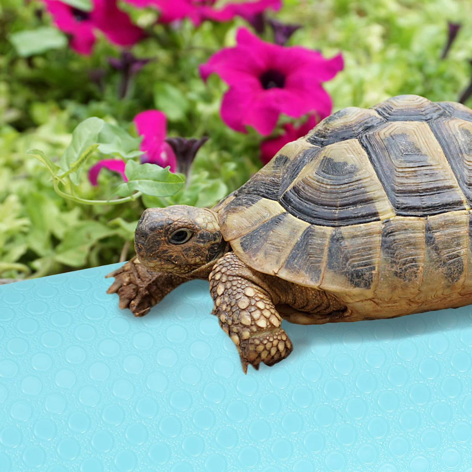 Category image: Terrarium Bedding, Sand & Substrate