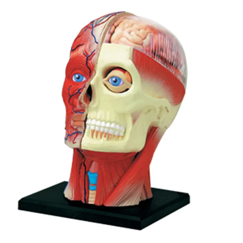 

Medical-Torso Human Body Model Education Head Muscles Nerve Organs Model for Student Teaching Study Assembling Model