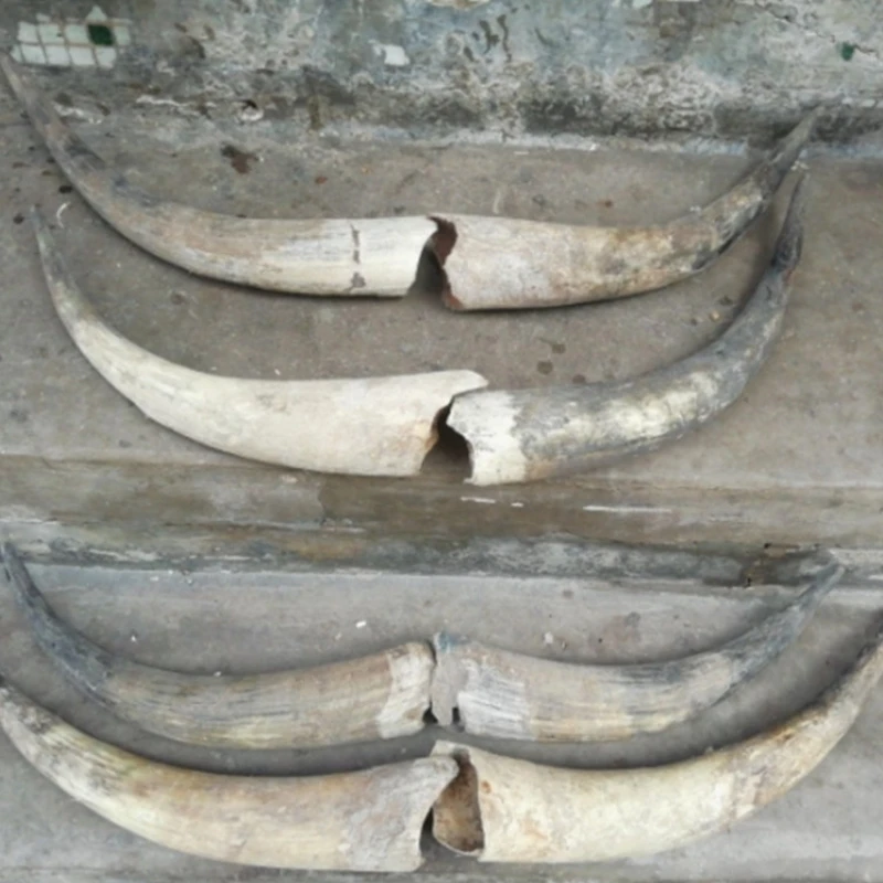 Natural Cow Ox Horn, Pair of Ornaments, Craft Horns, Standing Horns Decorations