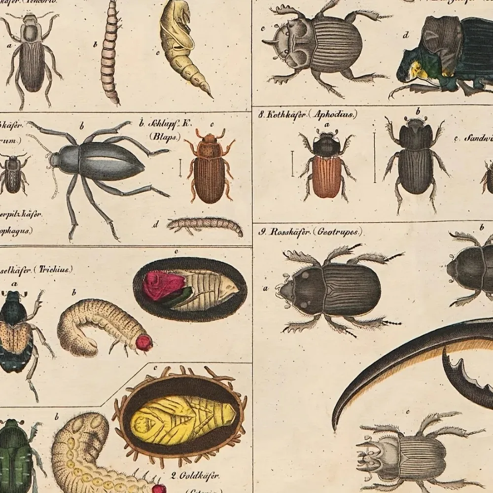 

Tin Painting - Vintage Insect Collection Metal Poster Sign | 12x8 | Ideal Classroom Wall Decor | Distressed Style