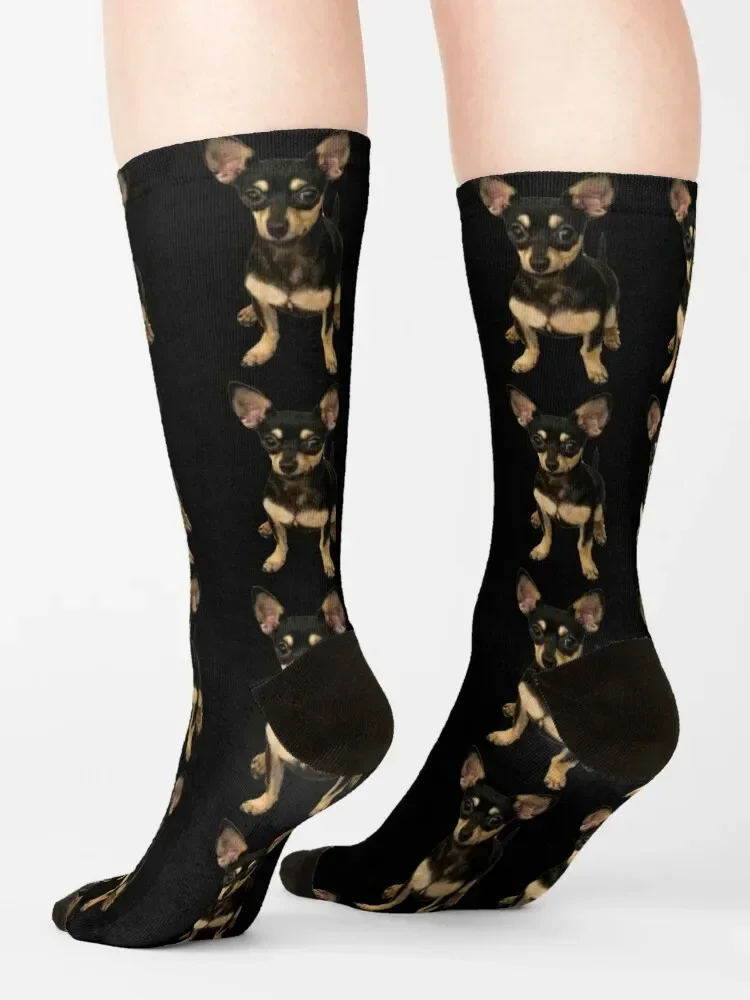 Piper the Chihuahua (cuerpo completo) Calcetines calcetines térmicos de invierno transparentes para mujeres y hombres