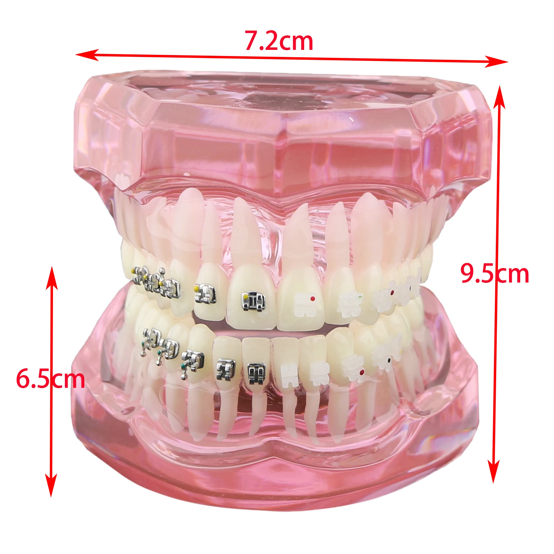 Dental Orthodontic Teeth Model Typodont M3003 Pink Clear With Half Metal Ceramic Bracket Standard Demo For Studying Teaching