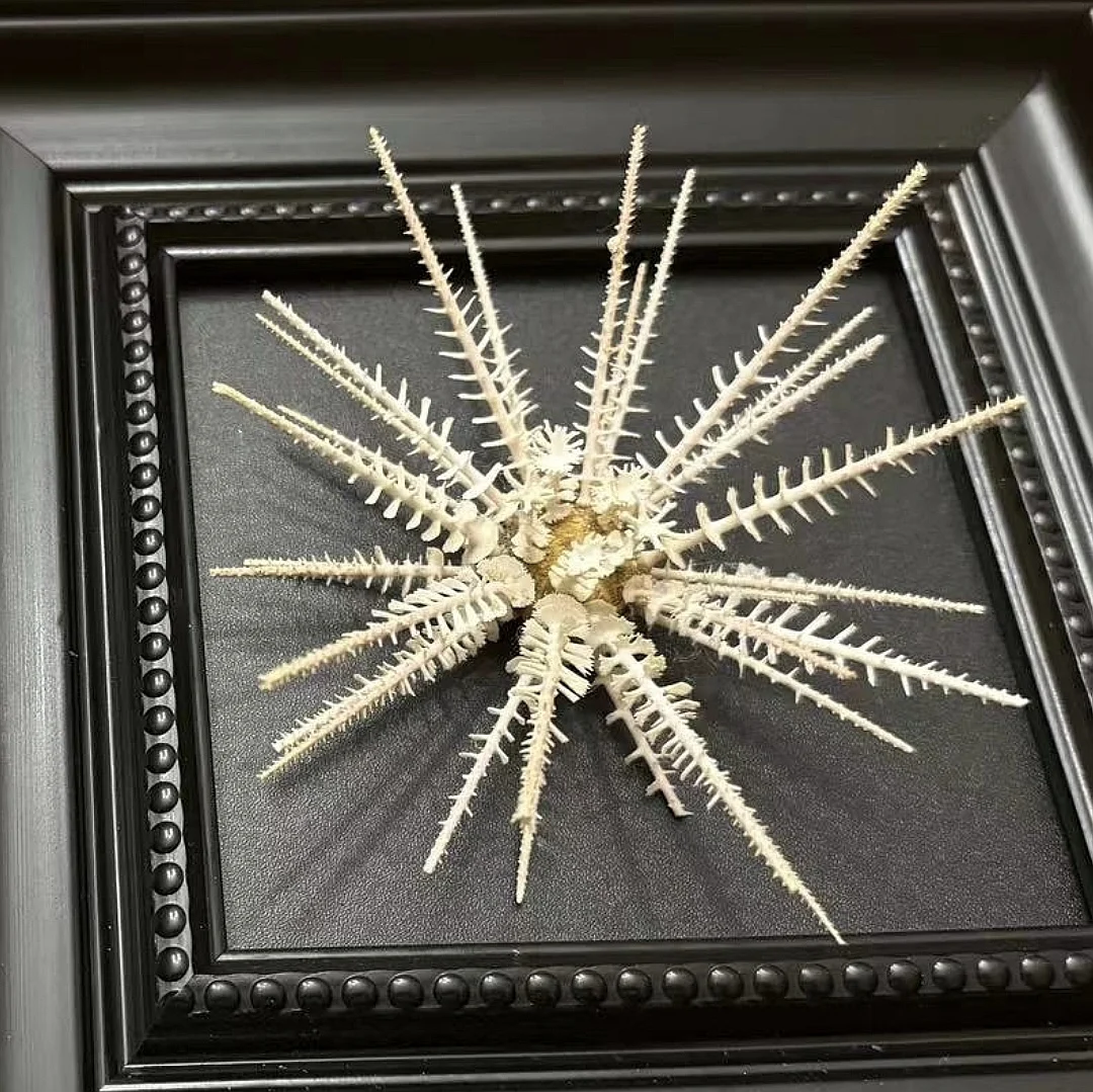 Natural Oriental Horned Sea Urchin 11-13cm Collection Decoration Natural Sea Urchin Shell with Thorns Ocean Decor