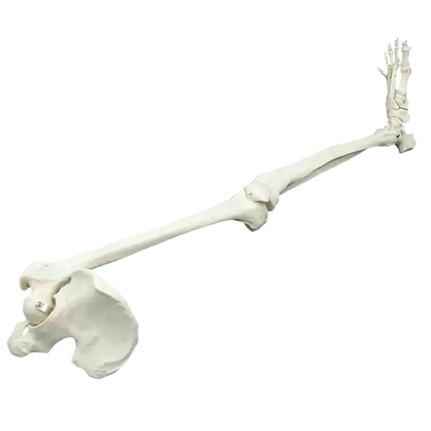Adult Size Lower Limb Model Skeleton Anatomy Leg Bone with Hip Femur Foot Medical Teaching Tool