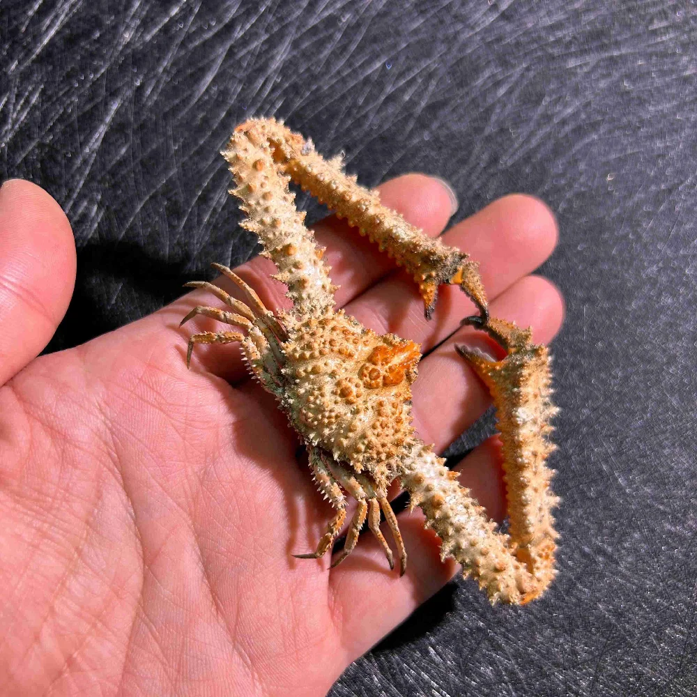 hedgehog-crab-handmade-specimen-popular-science-teaching-aids-marine-biological-beetell-stylish-birthday-gift