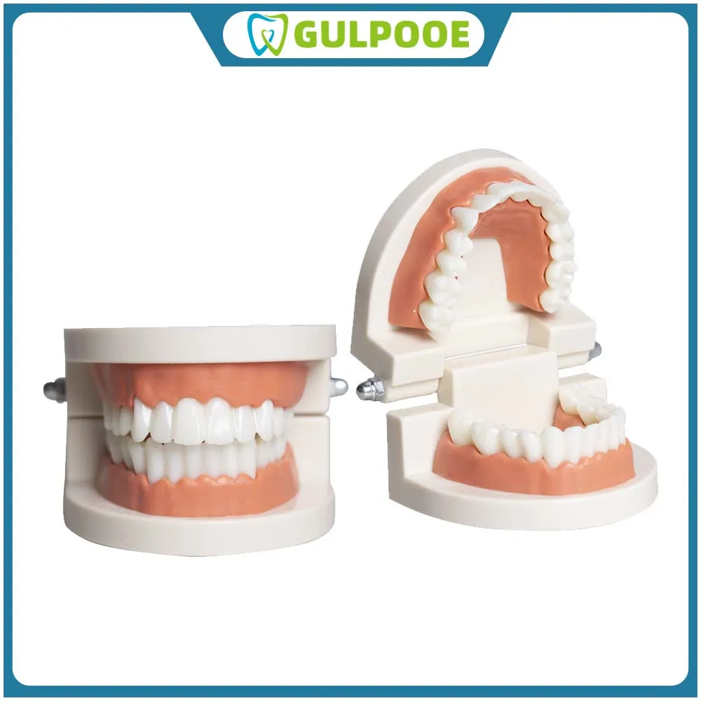 

GULPOOE 1Pcs Teeth Dental Teaching Models Study Orthodontic Removable Teeth Implant Models Dentist Material Kids Doctor Toy