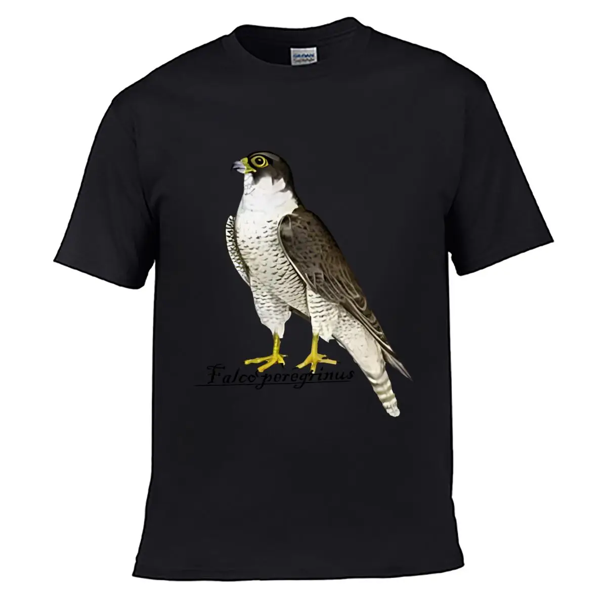 Peregrine Falcon Illustration Falco Solid Washed Vintage Tee Distressed Loose