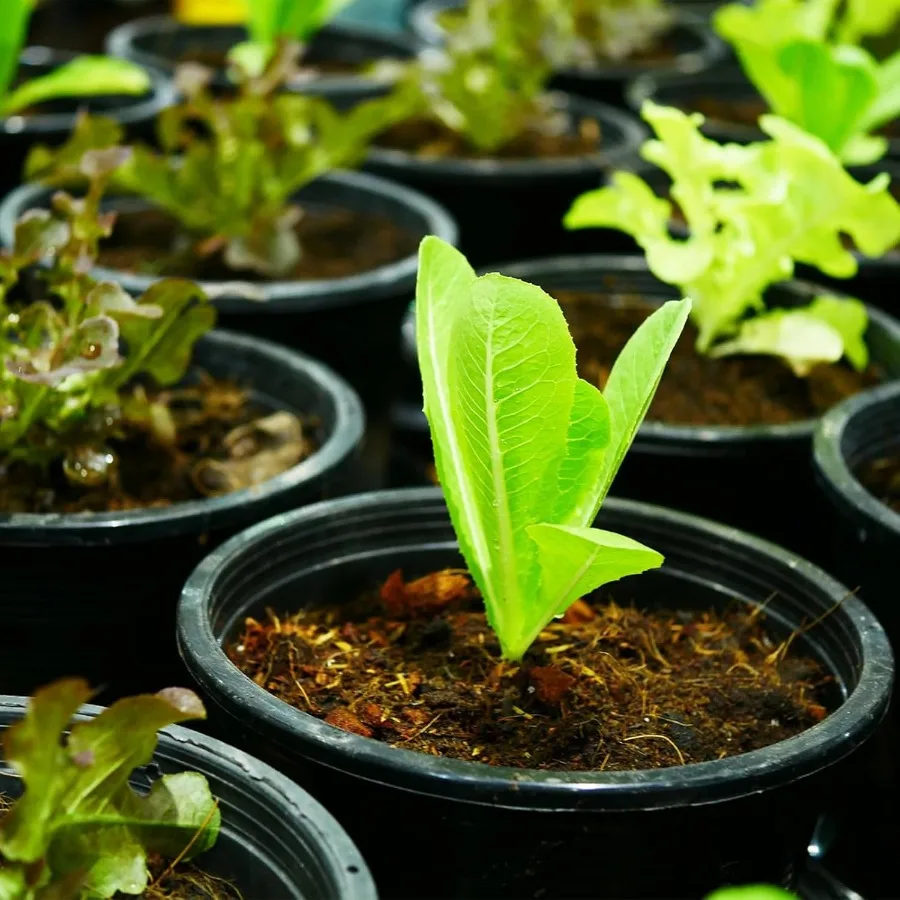 60 قطعة أواني الحضانة النباتية الأواني البلاستيكية السوداء مع ثقوب الصرف حديقة زهرة الحاويات الشتلات وعاء لزراعة القطع تران #5