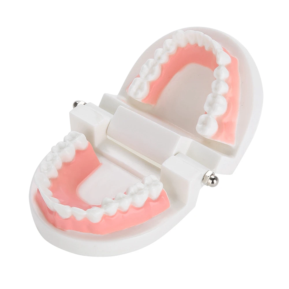 Pro White Dental Teaching Model For Standard Adult Teeth Denture Mold Dentist Caries Tooth Care Demonstration Tool 3.7*2.6*2.0in