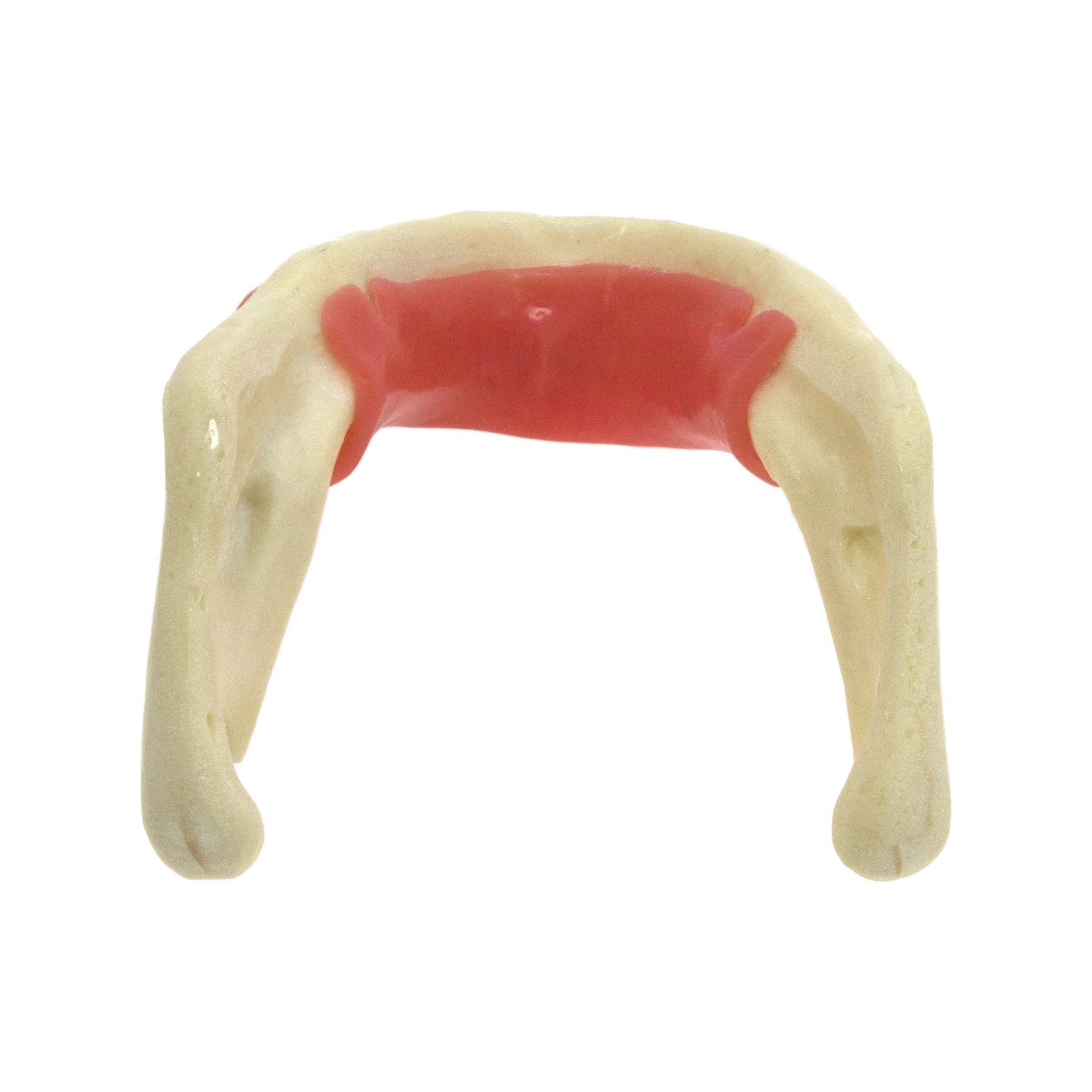 Dental Mandibular Implant Model With Gum Simulation Bone for Drilling Practice M2023 Dentistry Education