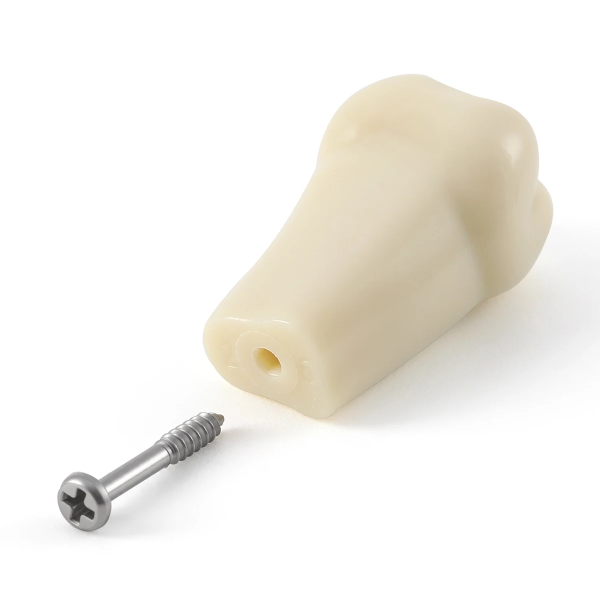 32-teiliges AZDENT Dental-Typodont-Modell 1:1 Ersatzzähne & Schrauben für Kavitätenfüllung, Vorbereitung, Praxis, Training, Lehre, markiert – Detail 7