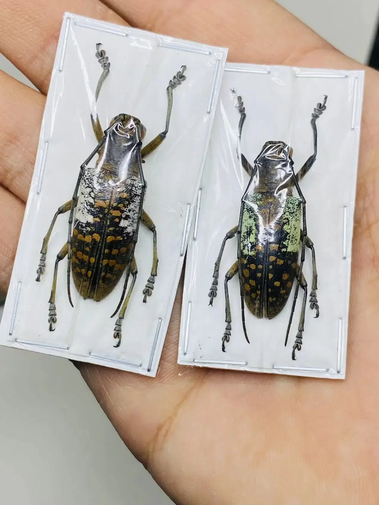 Real Beetles Specimens, Longhorn Beetles, Cicadas, Stag Beetles, Insect Collection, Students Observe Teaching Specimens Hobby