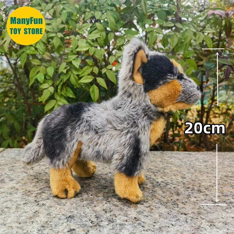 واقعية الأسترالية الماشية الكلب عالية الدقة كوينزلاند كعوب ألعاب من القطيفة نابض بالحياة الراعي الكلاب بلوشي الحيوانات المحشوة دمية #3