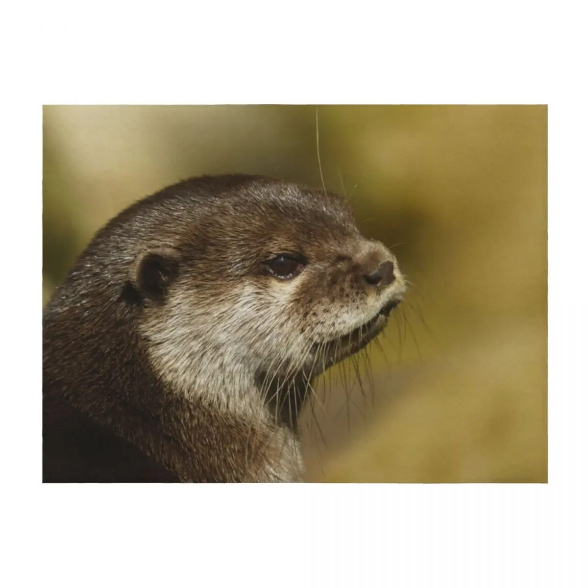 

Otter Looking Over His Shoulder Throw Blanket Luxury Brand Blankets For Bed Heavy Weighted Blankets
