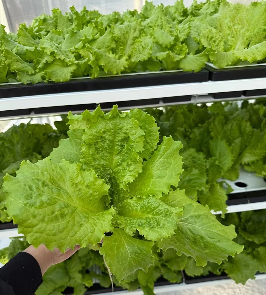 Convenient and Eco-friendly Hydroponic Grow Systems Flower Pot Plant Vegetable Growing Machine