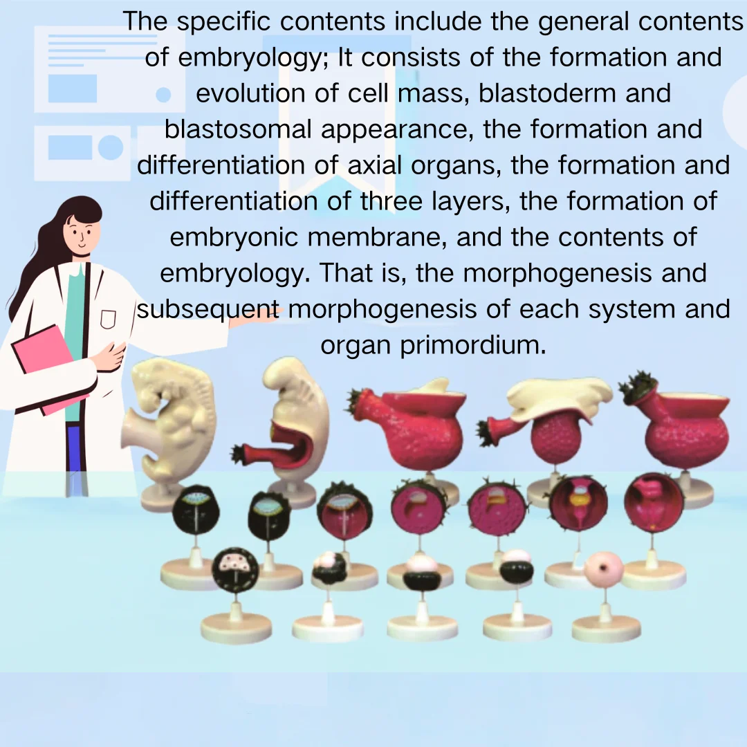 Human Embryo Model 17 Parts Medical Science Anatomia Simulator Medical Supplies Educational Teaching Material for Medico Medicin