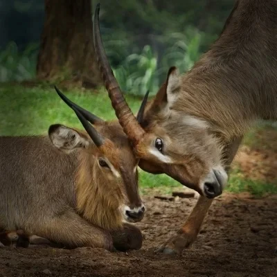 Rouleaux de guidage doubles colorés 13-12mm, pour Tamiya Mini 4WD Car-2Pcs, pièces de rechange en aluminium léger avec roulements, écrous et vis
