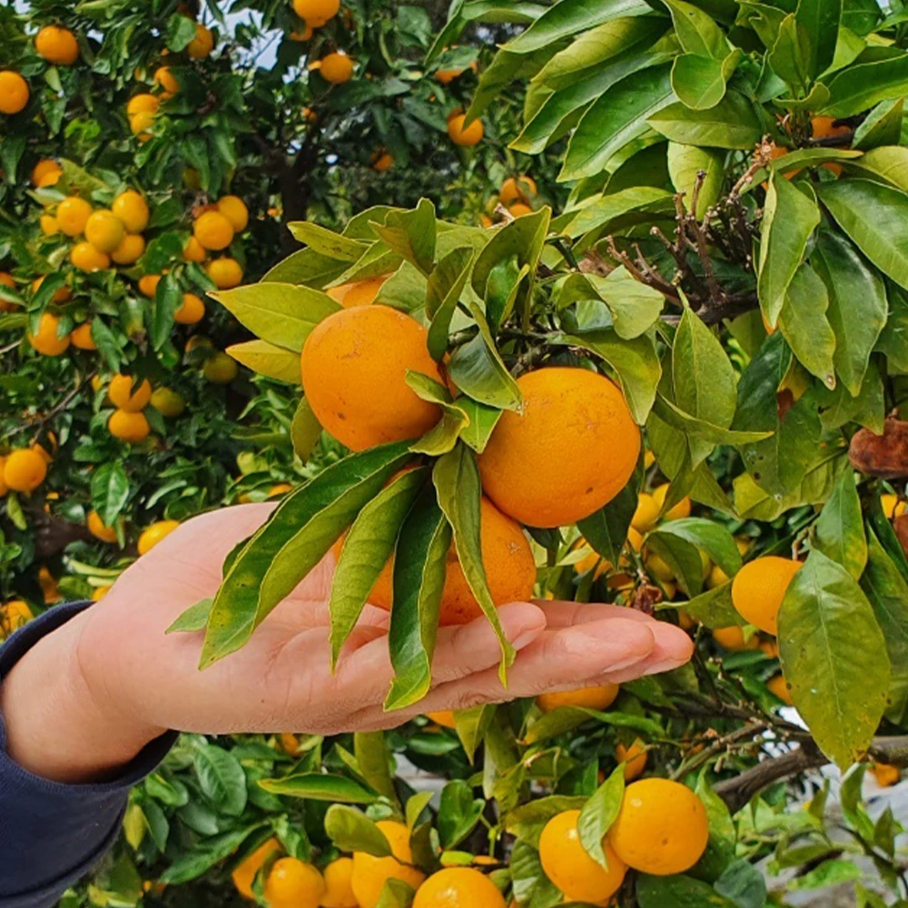 Jeju أقصى حلاوة Tyvek الحصاد المبكر اليوسفي 4.5 كجم 9 كجم