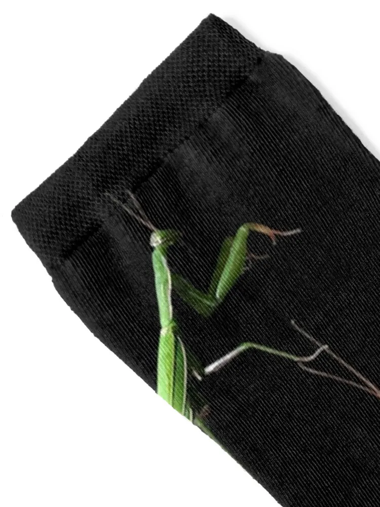 Praying Mantis Bug Insect Entomology Socks