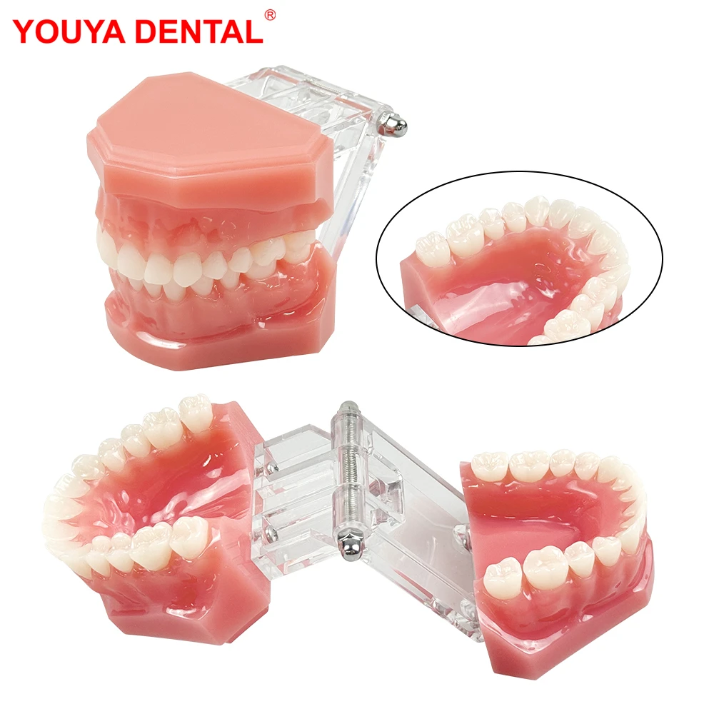 

Standard Dental Model Teeth Teaching Model Dentistry Typodont Adult Teeth Model For Dentist Students Studying Patient Education