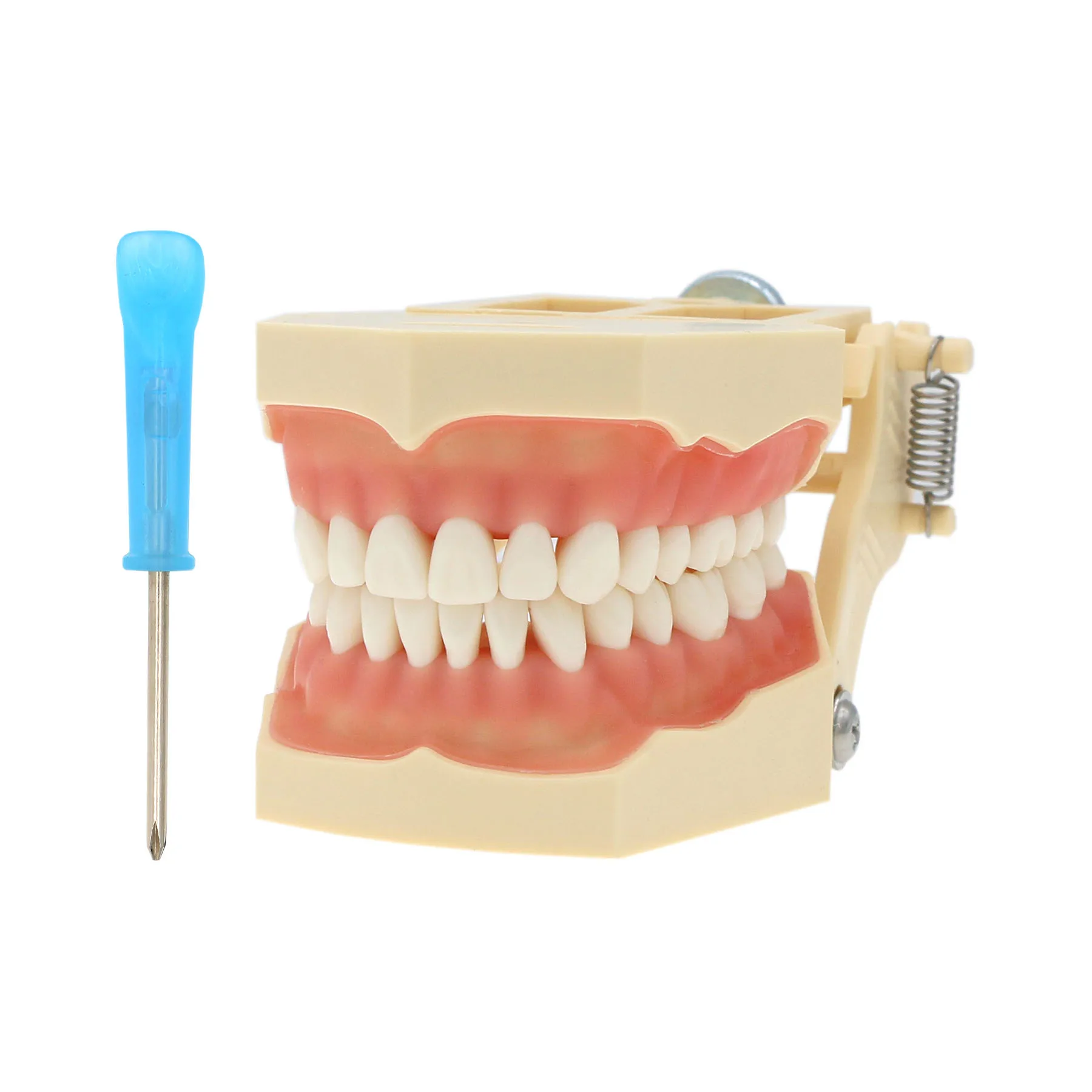 Dental Restorative Typodont Teeth Model Fit Frasaco AG3 Type 32Pcs Removable Teeth  M8014