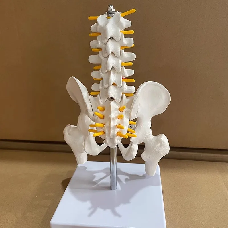 Life Size Human Pelvic With Five Lumbar Vertebrae and Femur Model  Spinal Column Spine Model Skeleton Anatomy Science Supplies