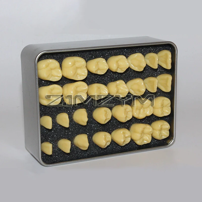 1.2 Times Carved Teeth Teaching Model Comparison Carving Tooth Model Dental Student Practice Study Tools