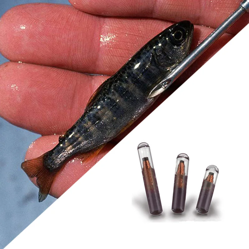 1.4x8mm PIT Tag RFID Chip Fish Red Arowana 8mm Mini RFID Glass Tag EM4305 Transponder 134.2Khz 15digits ISO11784/5 ICAR Standard