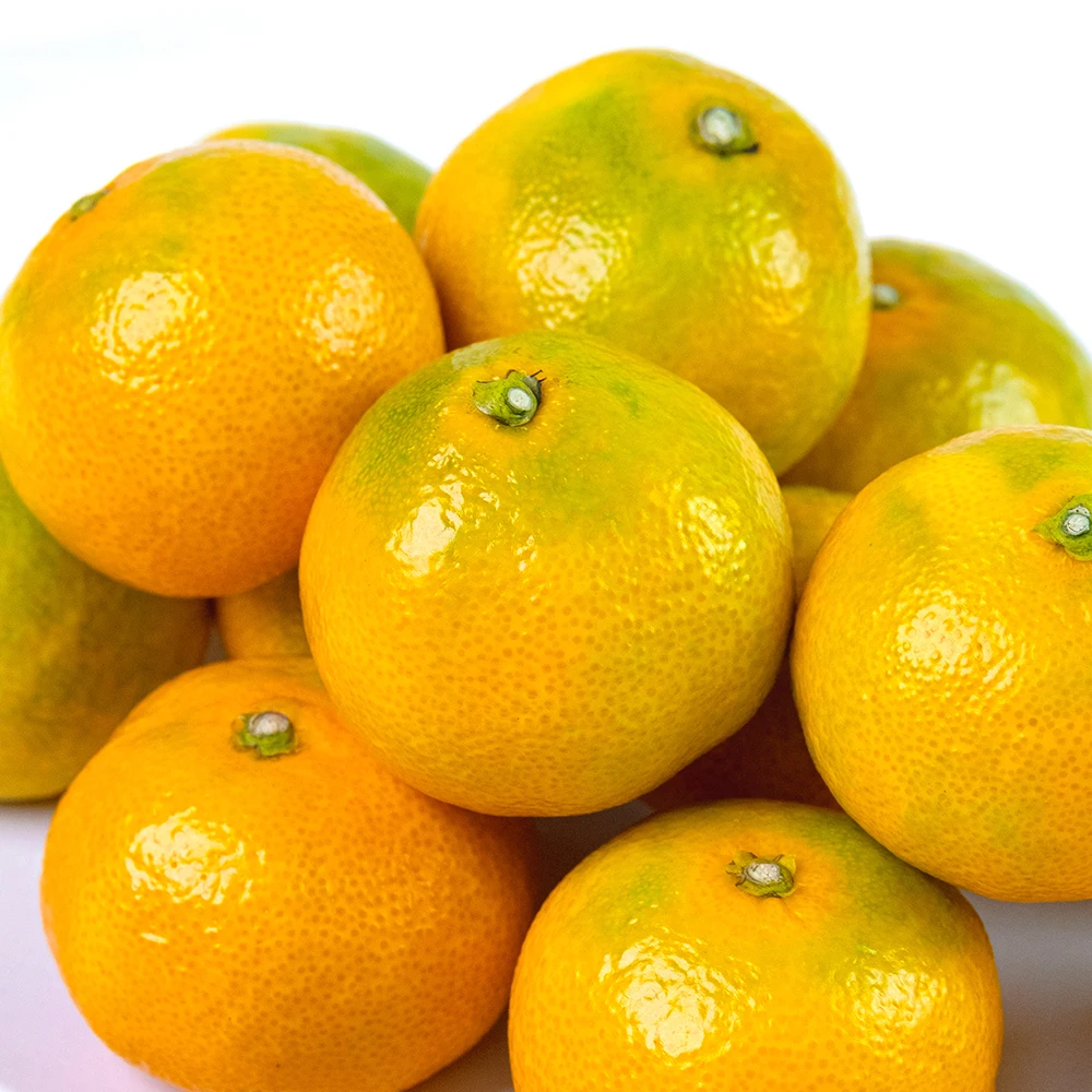 سانجي بلس جيجو اليوسفي المفتوحة الميدانية فواكه الحمضيات المفتوحة 3 كجم 5 كجم 10 كجم #4