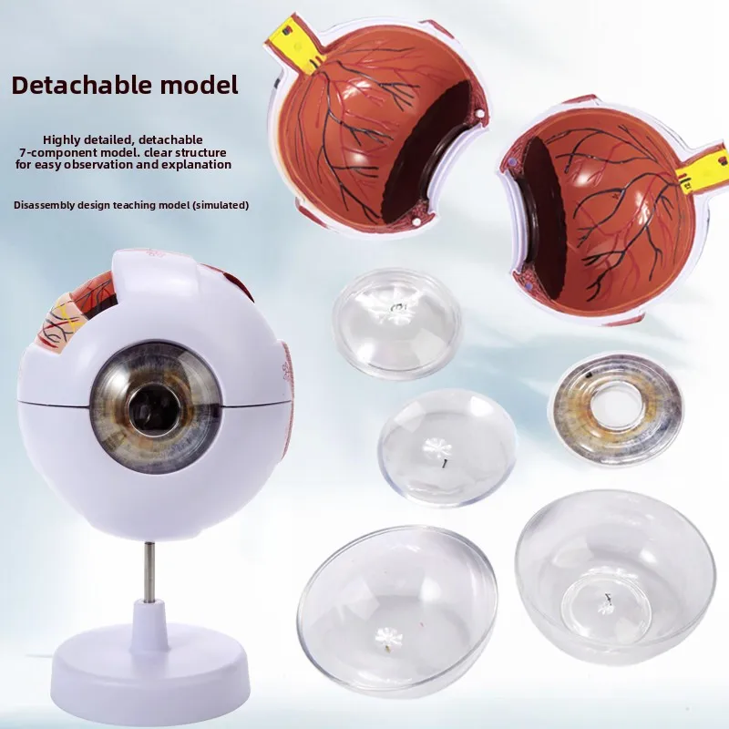 6 Times Anatomical Eye Learning Tools Internal Structure Teaching Instrument Resources Eyelid Study Eyeball Larger Model