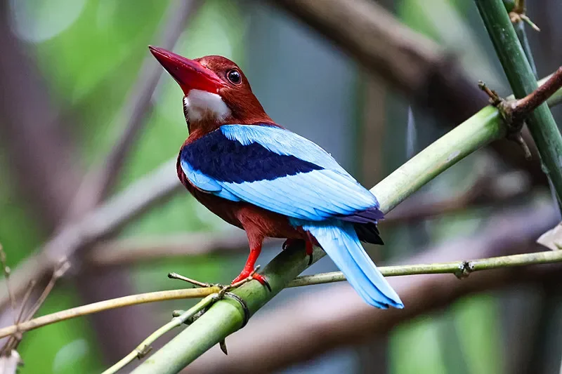 

BETAFPV C04 FPV Camera - 160° FOV, 1/3" CMOS, 1200TVL, 4.14g Ultra-Light