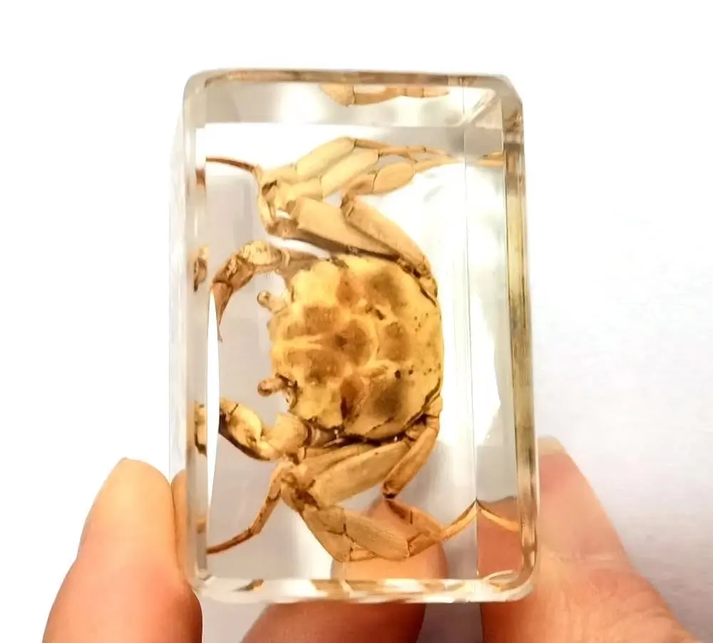 

short time 10 pcs Insect in Resin Specimen crab Collection Paperweights decoration accessories ymm