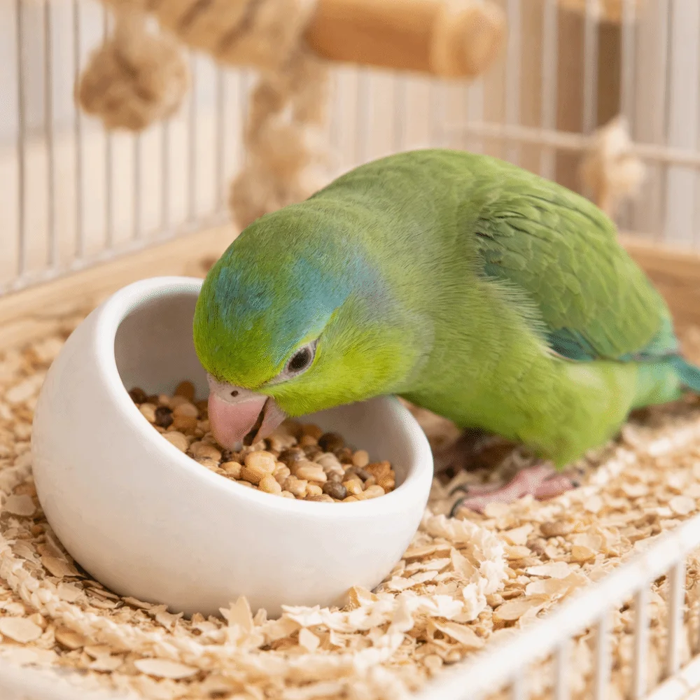 Keramik-Futterschale für Hamster, kippsicher, rutschfest, für kleine Haustiere, verschüttungssicher, mit schrägen Kanten, für Meerschweinchen – Detail 2