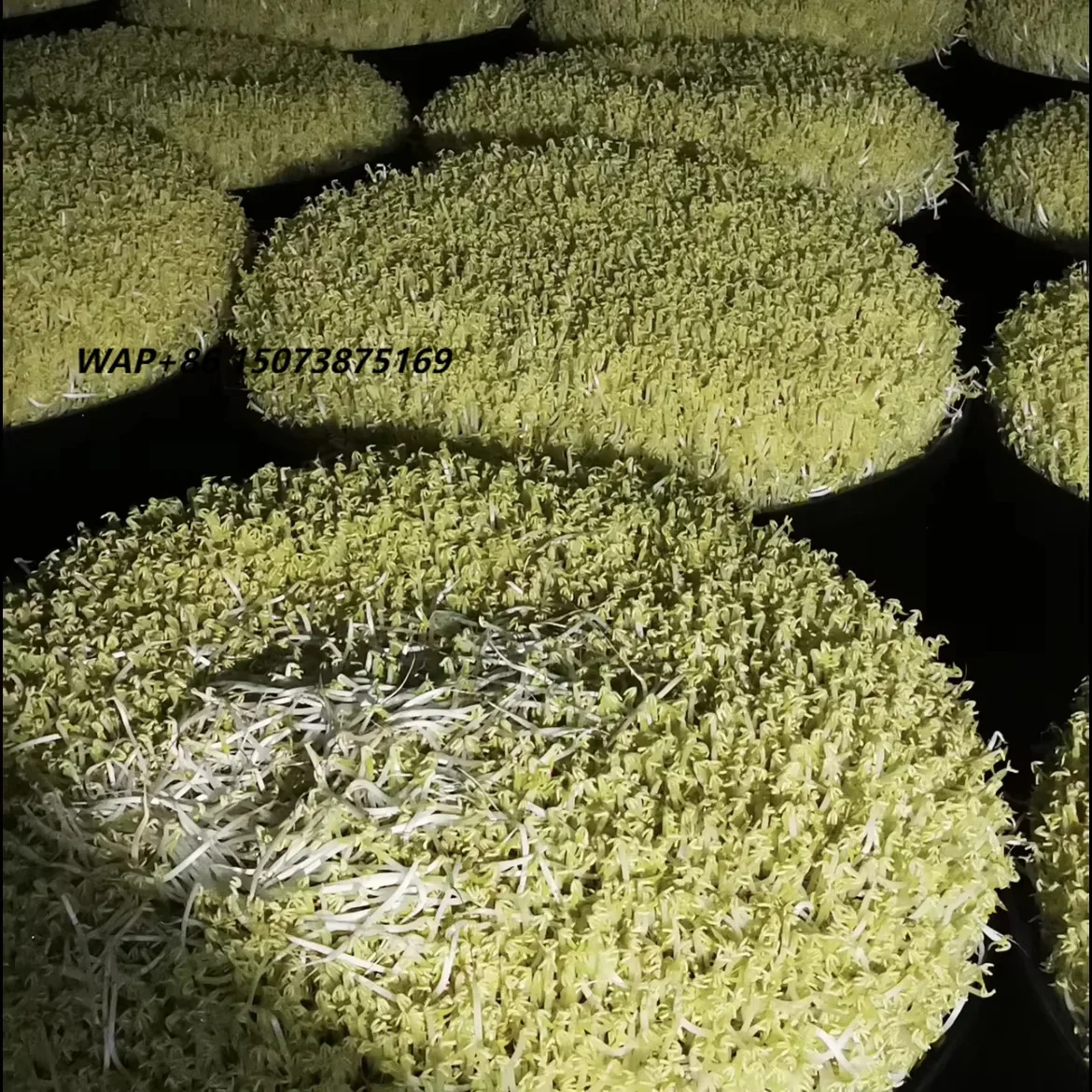 Multi Function Barley Malting System Seed Germination Chamber Green Fodder