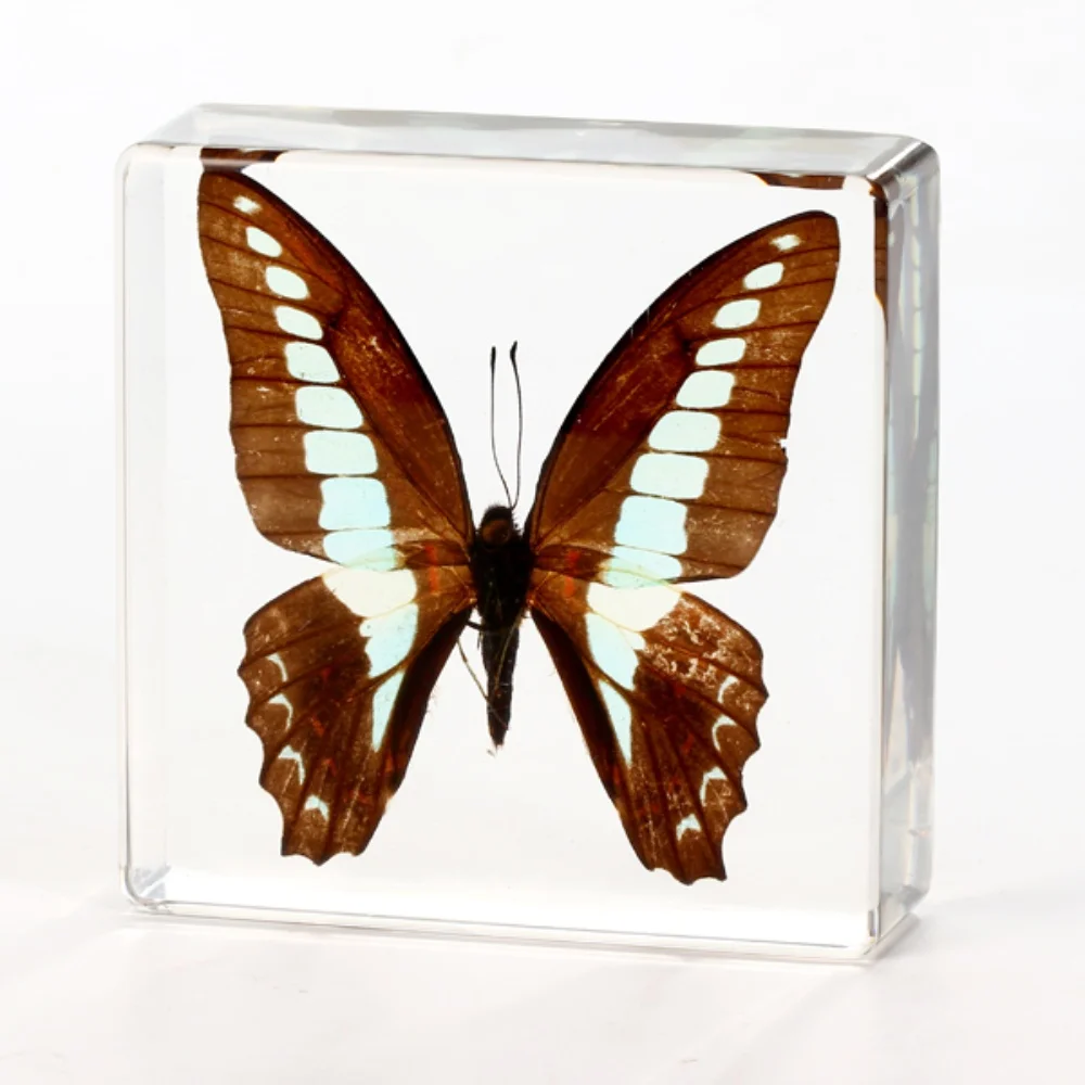 

Graphium sarpedon Linnaeue Specimen paperweight Taxidermy Collection embedded In Clear Lucite Block Embedding Specimen