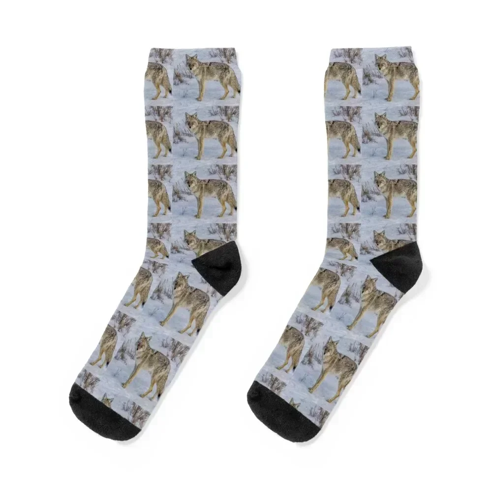 

Coyote Socks FASHION designer brand cotton floral Socks For Men Women's