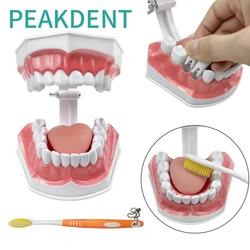 2 Times Dental Teeth Model With Tongue Teaching Demonstration Tool Typodont Standard Dentist Kids Model for Brushing Teaching