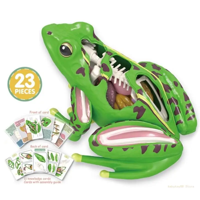 Y4UD 4D Frogs Anatomy Model Animal Anatomical Students Studying Tool Educational Toy for Children Biology Teaching Aids