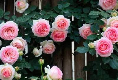 18650-lithium-titanate-battery-24v-3000mah-lto-15c-rechargeable-low-temperature-battery-25000-cycles-flashlight