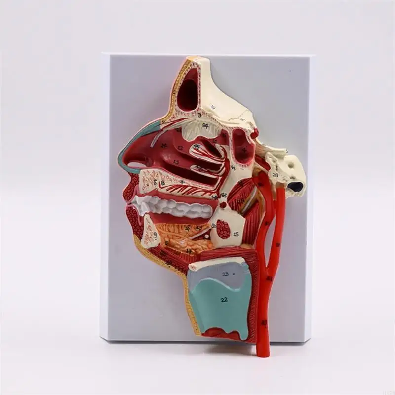 Mô hình khoang mũi H37B người