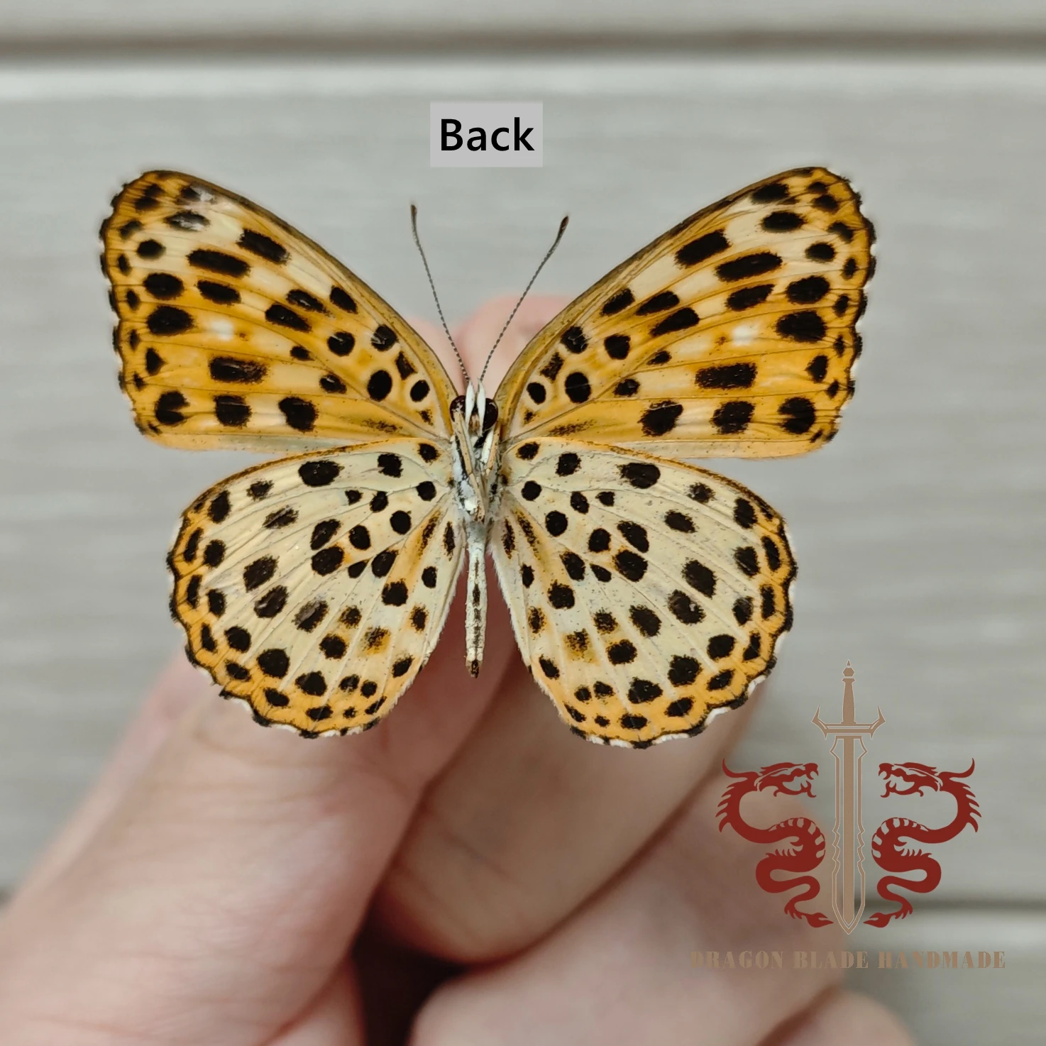 Butterfly ornament Timelaea albescens, 1pc wings spread A1/A- high quality, Decorative Display Collection Gifts