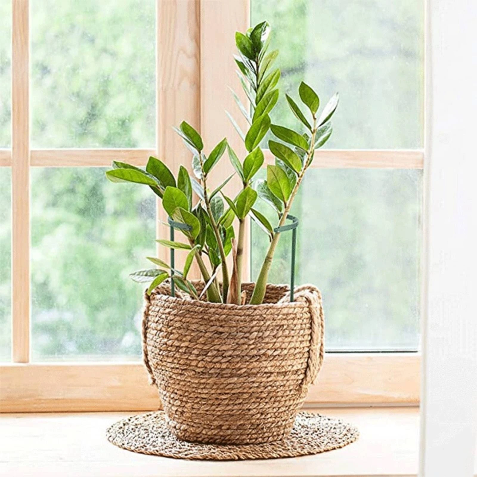 12 Pieces Connectable Plant Support with Pointed Stake Compact U-Shaped Plant Support Long-Lasting Heavy-Duty for Potted Plants