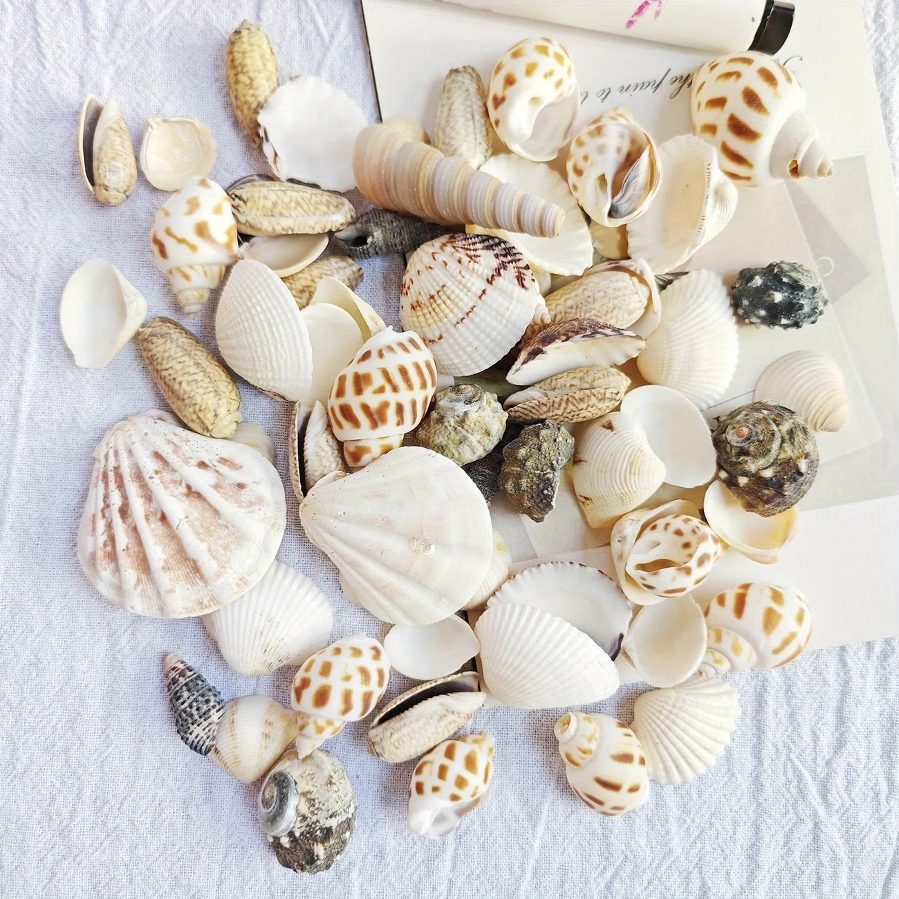 100g Sea Wind Mixed Shells, Unique Variety of Snail Shells Suitable for Bottom Decoration, Indoor Fish Tank Decorative Shells.